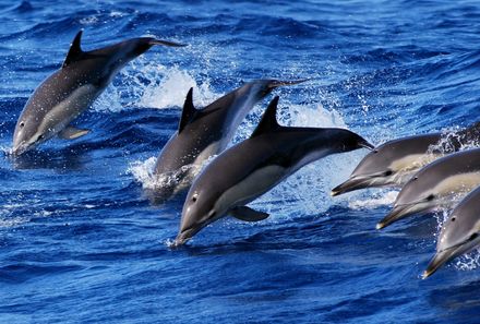 Azoren Familienreise - Azoren for family - Gruppe von Delfinen