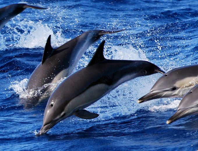 Familienreise Azoren - Azoren for family individuell - Delfine
