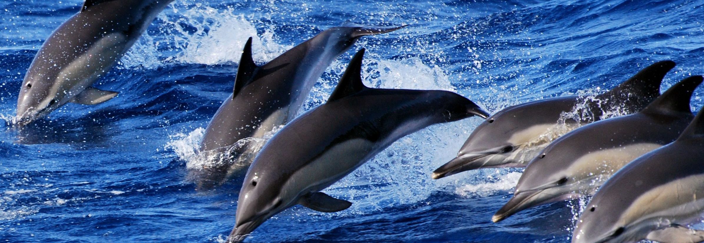 Familienreise Azoren - Azoren for family individuell - Delfine