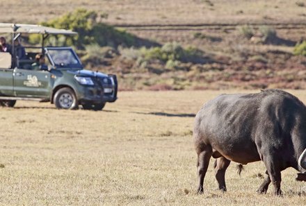 Familienreise Garden Route - Familiensafari zum Bestpreis - Safari Buffalo