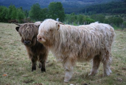 Schottland Familienreise -Highländer Kühe