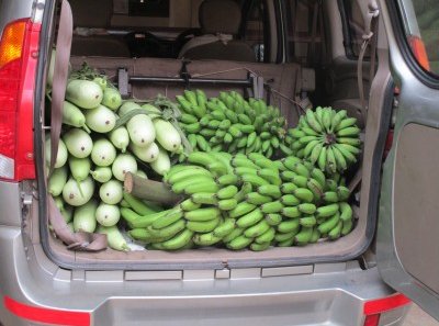 Indien Süd mit Kindern - Familienurlaub in Kerala in Südindien - Biobananen