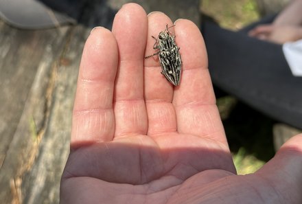 Baltikum Familienreise mit Kindern - Insekten