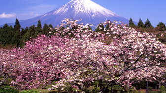 Ein Kirschblütenbaum erstrahlt vor dem Gipfel der Berg Fuji