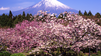 Ein Kirschblütenbaum erstrahlt vor dem Gipfel der Berg Fuji