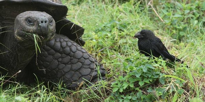 Galápagos mit Kindern - Beste Reisezeit und die Besonderheiten von Galapagos - Galapagosschildkröte und Rabe