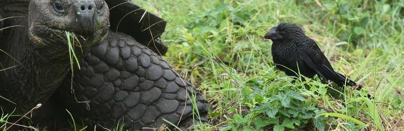 Galapagosschildkröte