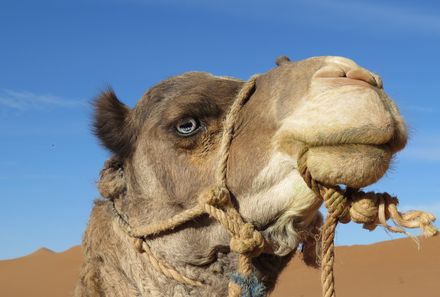 Marokko reise mit jugendlichen - Kamelkopf