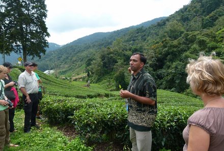 Familienurlaub Malaysia & Borneo - Malaysia & Borneo Teens on Tour - Cameron Highlands - Teeplantage - Einheimischer erklärt Wissenswertes