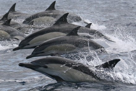 Azoren Family & Teens - Delfinbeobachtung - Delfine