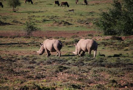 Reisebericht: Südafrika Makutsi Safari Farm - Südafrika mit Kindern - Nashörner