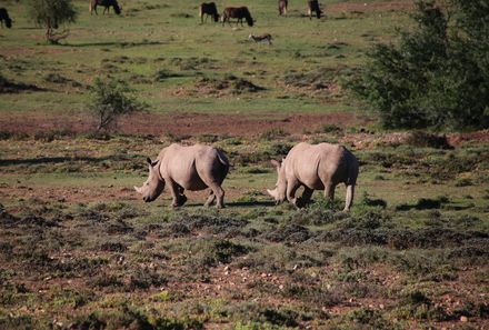 Reisebericht: Südafrika Makutsi Safari Farm - Südafrika mit Kindern - Nashörner