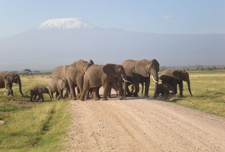 Kenia Familienreise - Kenia for family - Elefanten vor dem Kilimanjaro