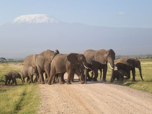 Kenia mit Kindern - Elefantenherde