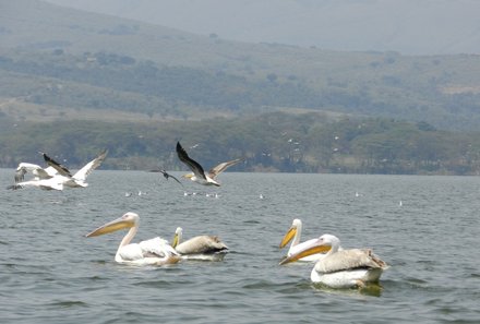 Kenia Familienreise - Kenia for family individuell - Bootsfahrt Lake Naivasha Pelikane