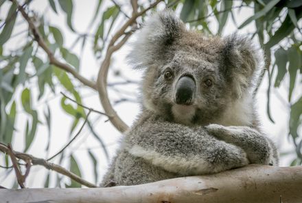 Australien for family - Australien Familienreise - Koala