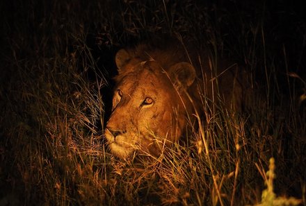 Serengeti mit Kindern individuell - Best of Familiensafari Serengeti - Grumeti Area - Nahaufnahme Löwe bei Nacht