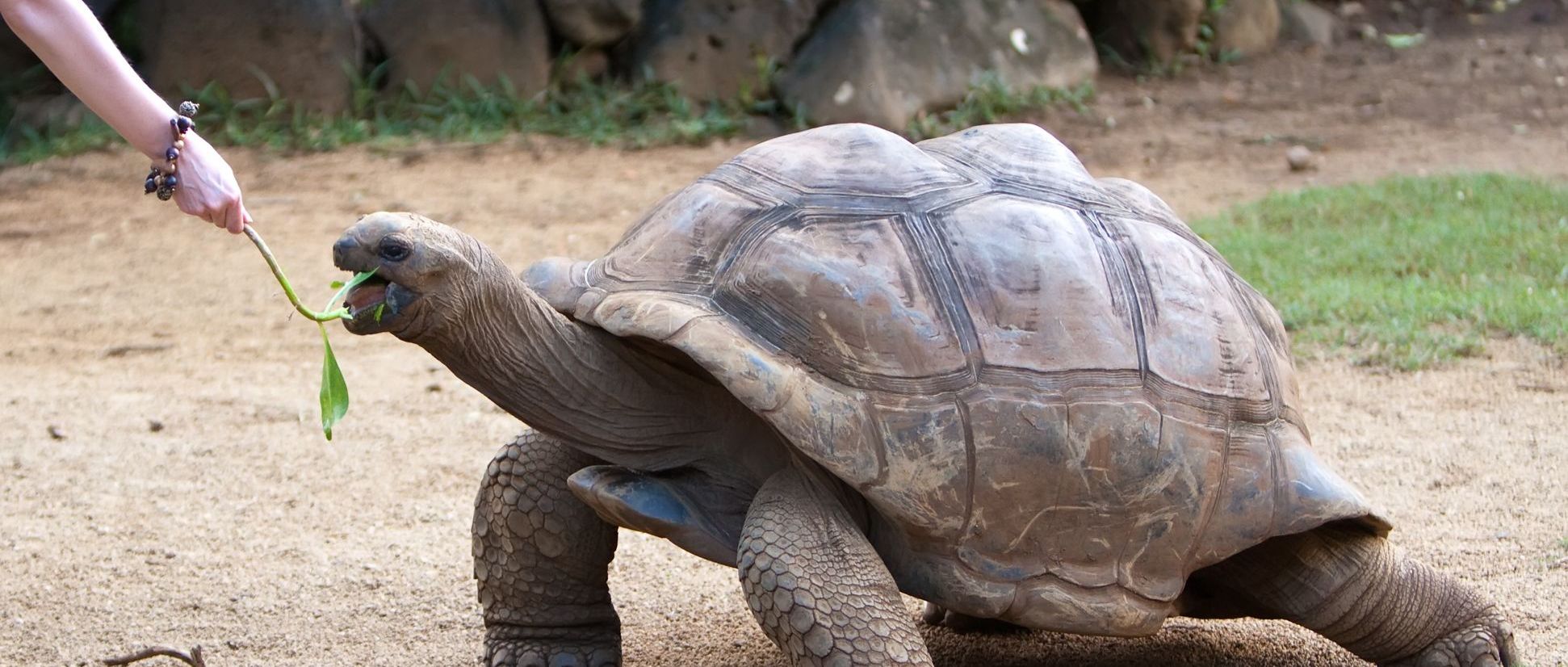 Familienreise Ecuador & Galapagos - Galapagos Riesenschildkröte