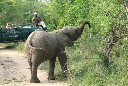 Garden Route mit Kindern Familiensafari - Elefanten Südafrika