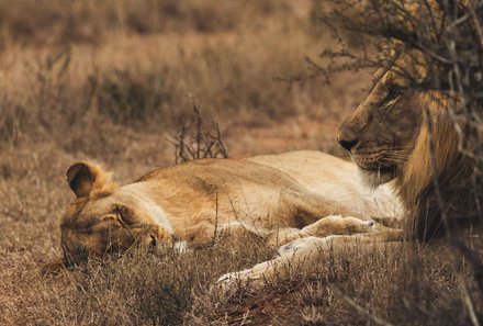 Südafrika Blog Artikel - Löwe liegt in der Savanne – Südafrika mit Kindern