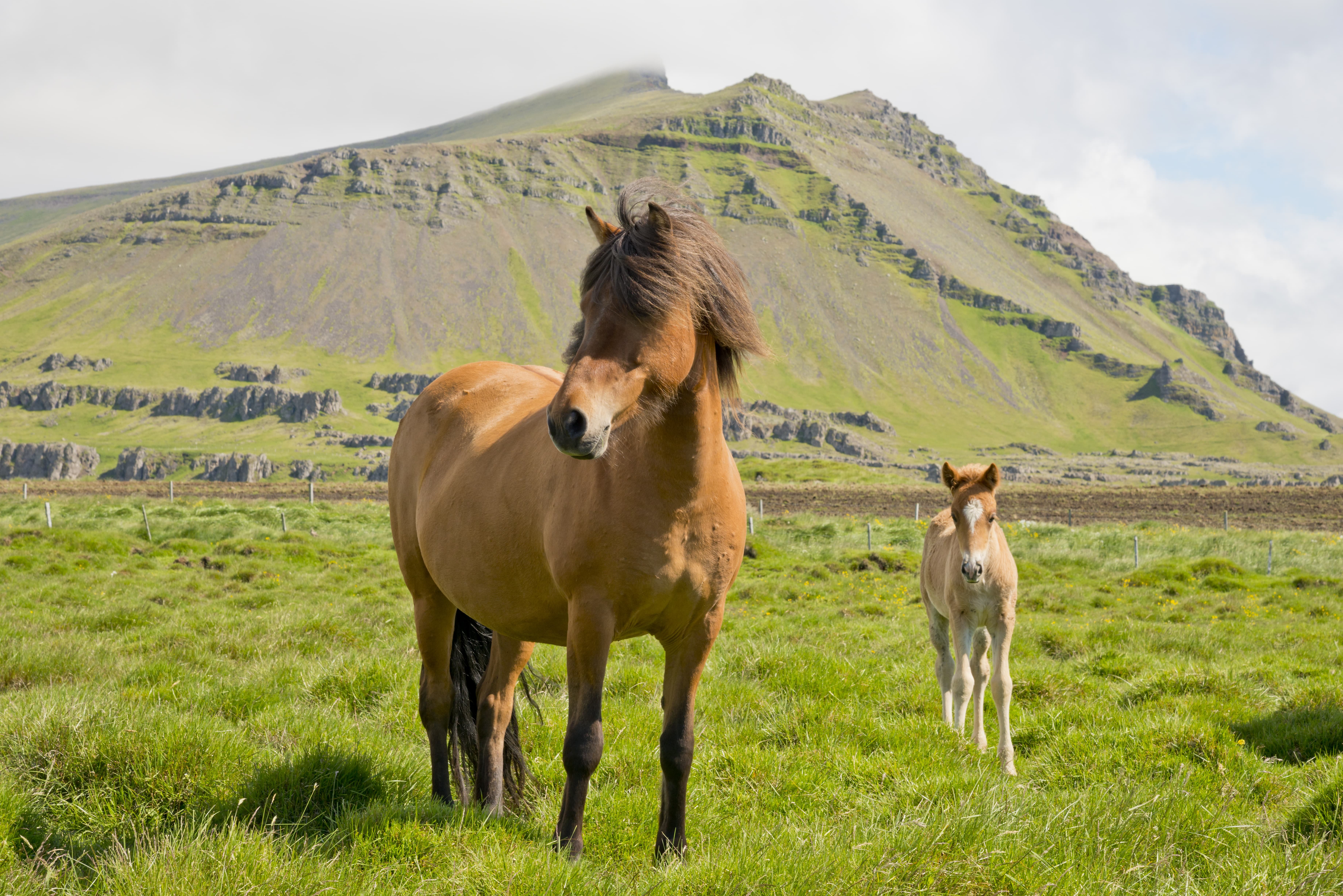 Zehn Gründe für einen Urlaub mit Kindern in Island - Beeindruckende Natur in Island - Pferd