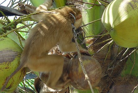 Thailand mit Kindern - Thailand for family - Affe mit Kokosnuss