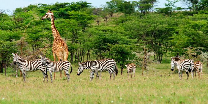 Südafrika mit Kindern - Mit Kindern auf Safari & zum Kap der guten Hoffnung - Zebras und Giraffe