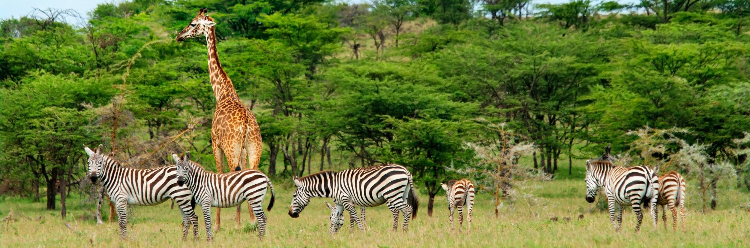 Südafrika mit Kindern - Mit Kindern auf Safari & zum Kap der guten Hoffnung - Wilde Tiere in der Natur