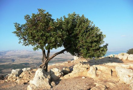 Israel mit Jugendlichen - Israel-Familienreise - Baum