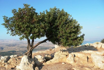 Israel Familienreise - Israel for family individuell - Baum