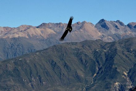 Peru mit Teenagern - Raubvogel 