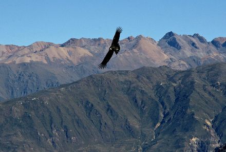 Peru mit Teenagern - Raubvogel 