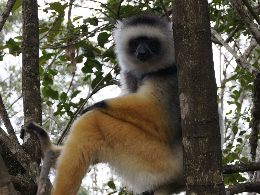 Madagaskar mit Kindern - Lemure