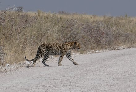 Namibia & Botswana mit Jugendlichen - Namibia & Botswana Family & Teens - Pirschfahrt im Etosha - Leopard