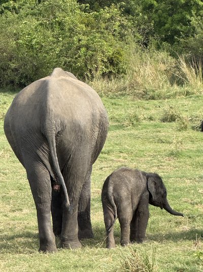 Sri Lanka Familienreise - Elefanten von hinten - Bewertung Sri Lanka Familienreise - Elefanten von hinten - Bewertung