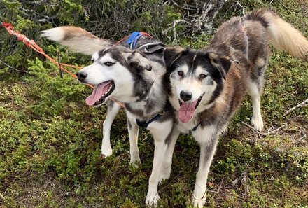 Schweden for family - Husky Farm - Husky 