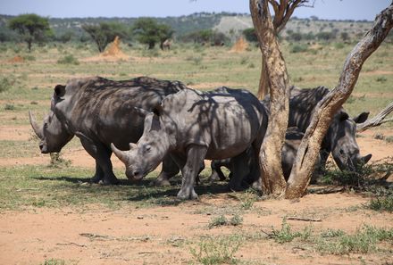 Namibia mit Kindern - Nashörner Otavi-Berge