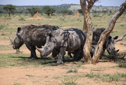 Namibia mit Jugendlichen - Rhino Safari