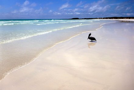 Galapagos mit Kindern - Galapagos for family - Tortuga Bay