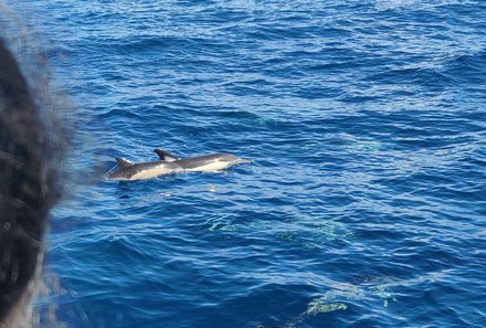 Madeira mit Kindern - Madeira for family - Kind beobachtet Delfine