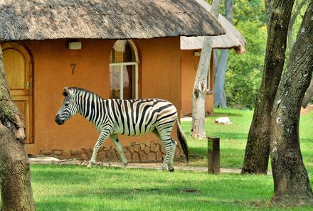 Südafrika Familienreise - Cradle Moon Lakeside Game Lodge - Zebra vorm Bungalow
