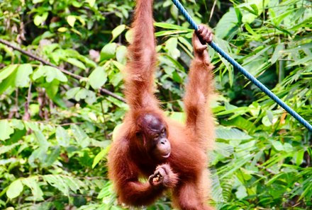 Familienreise Malaysia - Malaysia & Borneo Family & Teens - Orang-Utan schwingt sich am Seil