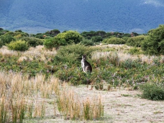 Fernreisen mit Kindern - Als Familie auf Weltreise - Känguru in der Landschaft