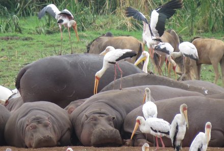 Tansania Familienurlaub - Tansania for family - Nilpferde im Arusha Nationalpark