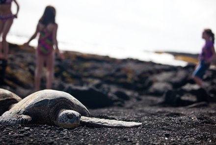 Hawaii Inselhopping for family individuell - Familienreise Hawaii mit Kindern - Punaluu Beach Schildkröten