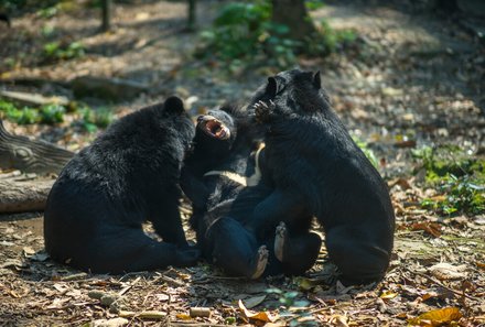 Laos und Vietnam Familienreise - Laos und Vietnam Reise mit Kindern - Schwarzbären