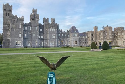 Irland Familienreise - Irland for family - Cong - Ashford Castle Adler