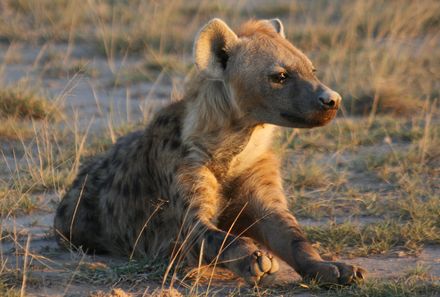 Kenia Familienreise - Kenia for family - Hyane im Amboseli Nationalpark