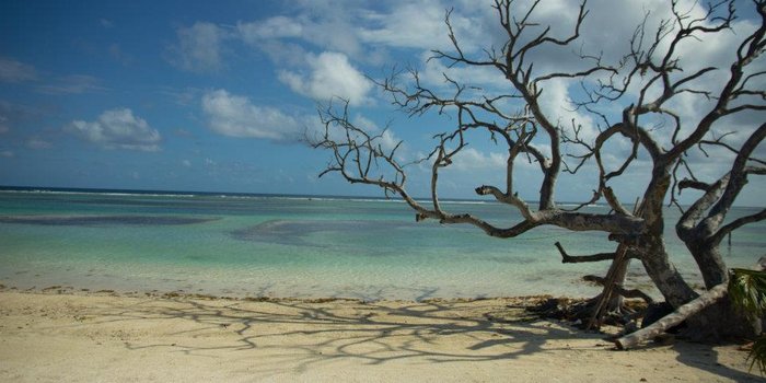 Mexiko mit Kindern - Expertin für Mexiko und Afrika Familienurlaub - Toter Baum und Strand