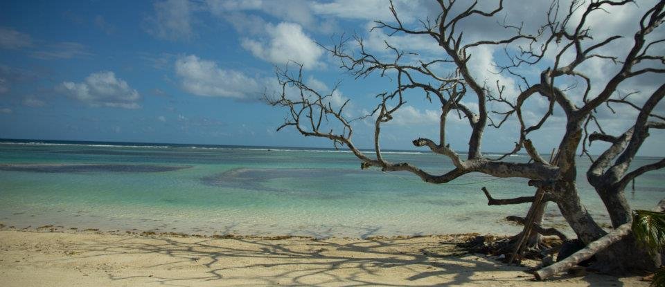 Mexiko mit Kindern - Expertin für Mexiko und Afrika Familienurlaub - Toter Baum und Strand in Mahahual